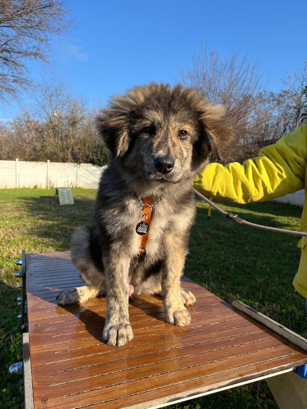 PAUL NEWMAN CUCCIOLO Foto 3